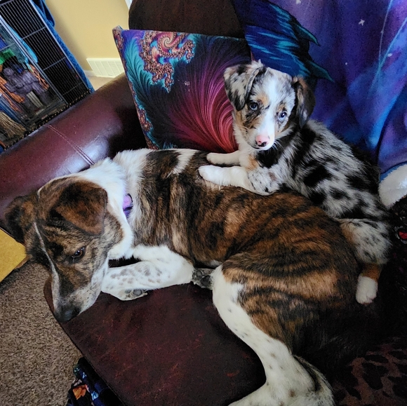 Meet your Posher, Alyssa - Picture 3 of 10